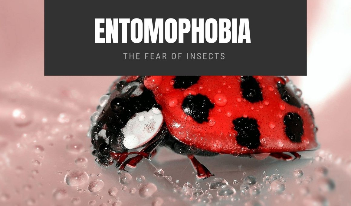 Entomophobia: The Fear of Insects