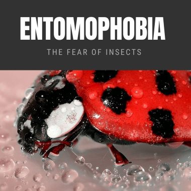 Entomophobia: The Fear of Insects