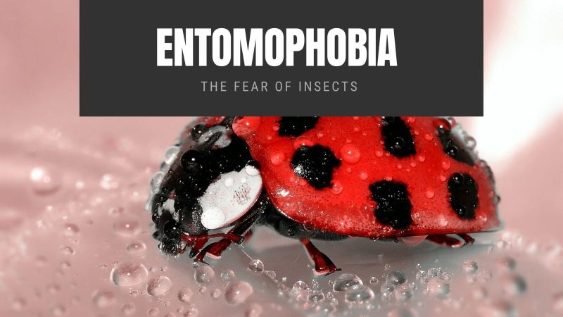 Insectophobia Trigger Entomophobia: The Fear of Insects