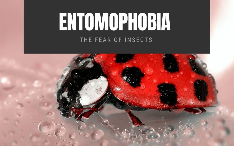 Entomophobia: The Fear of Insects