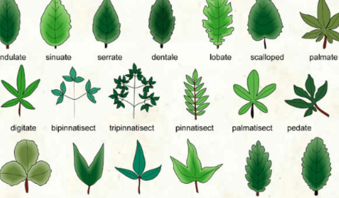 Different Types of Leaves