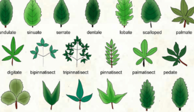 Different Types of Leaves