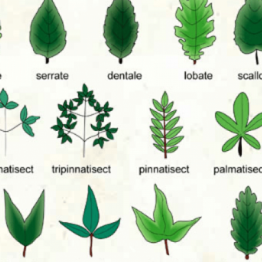 Different Types of Leaves