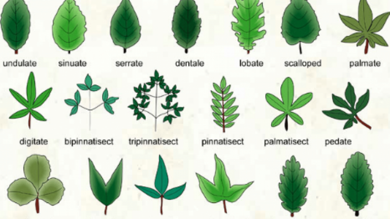 Different Types of Leaves