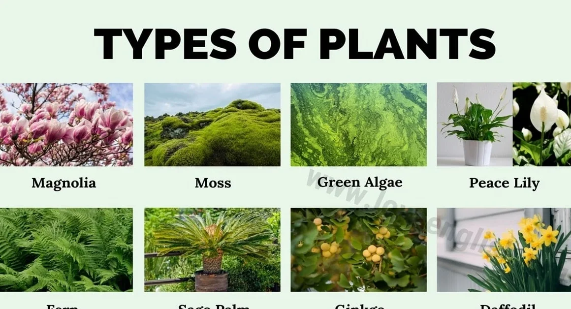 Types Of Plants