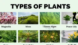 Types Of Plants