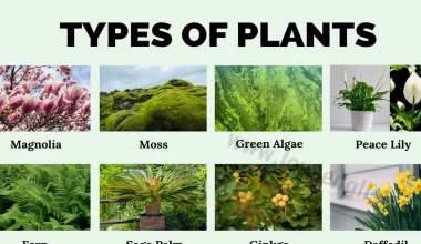 Types Of Plants