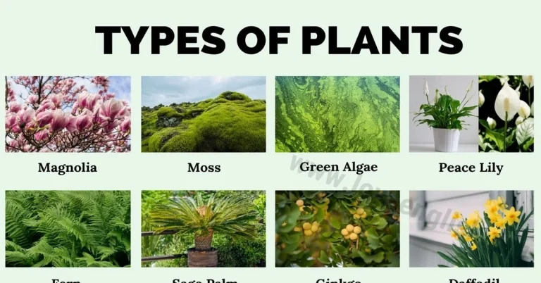 Types Of Plants