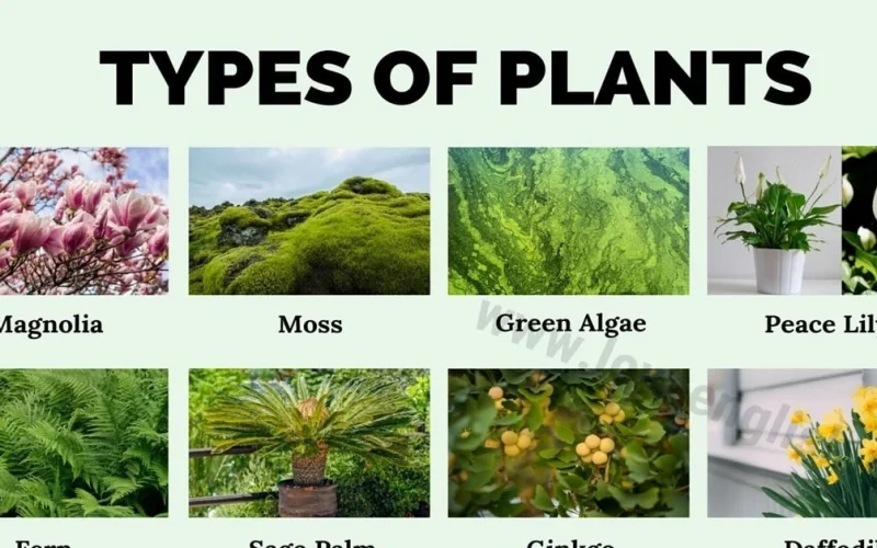 Types Of Plants