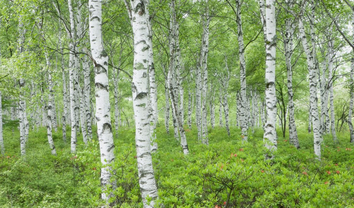 Types of Birch Trees