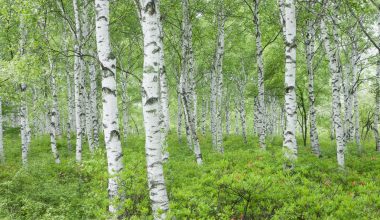 Types of Birch Trees