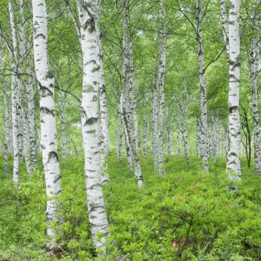 Types of Birch Trees