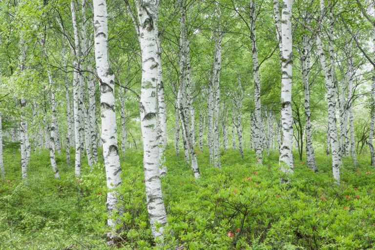 Types of Birch Trees
