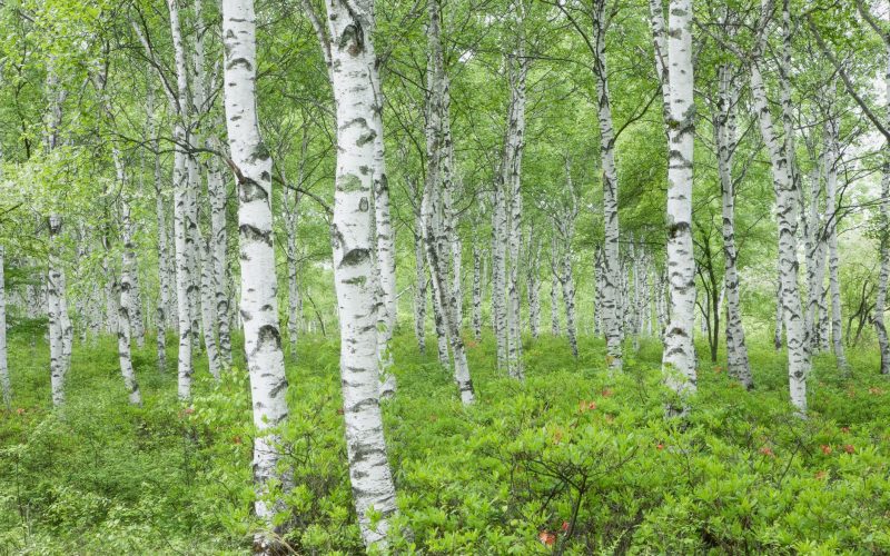 Types of Birch Trees
