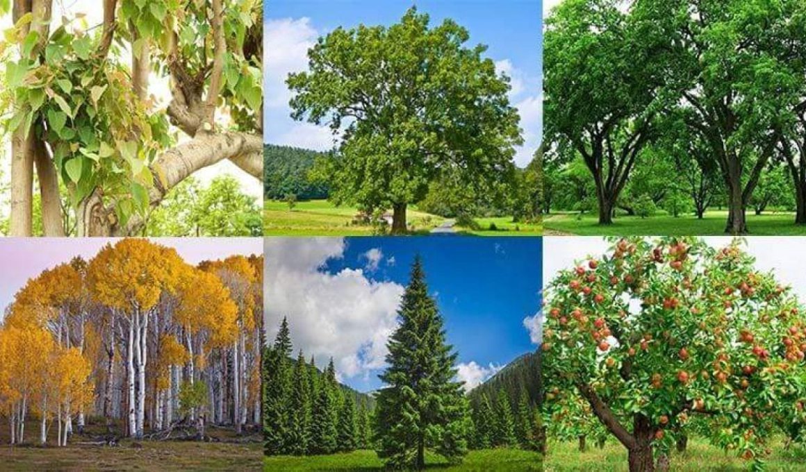 Different Types of Trees