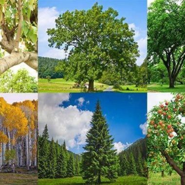 Different Types of Trees