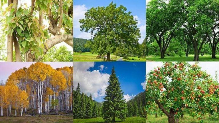 Different Types of Trees