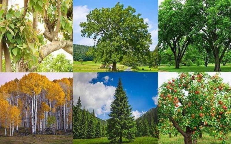 Different Types of Trees