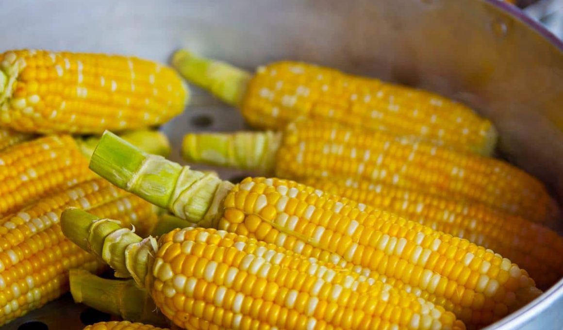 Different Types Of Corn