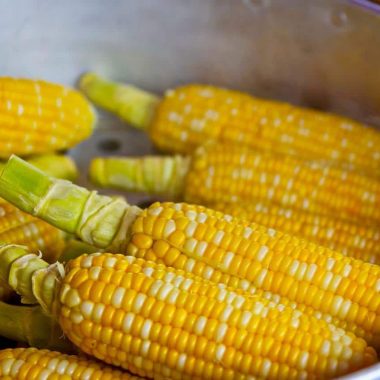 Different Types Of Corn