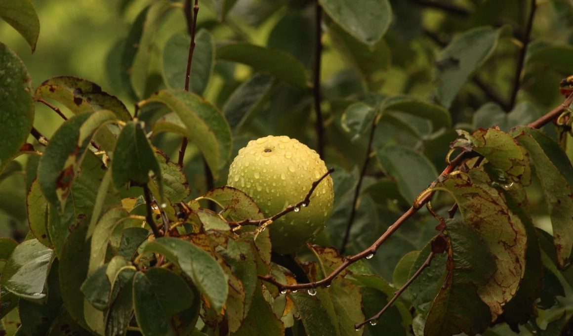 Different Types of Guava