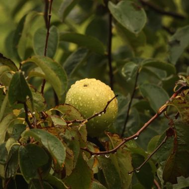 Different Types of Guava