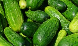 Types Of Cucumber