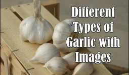 Different Types of Garlic