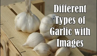 Different Types of Garlic