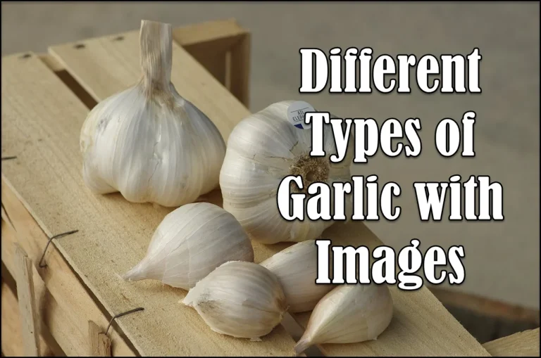 Different Types of Garlic