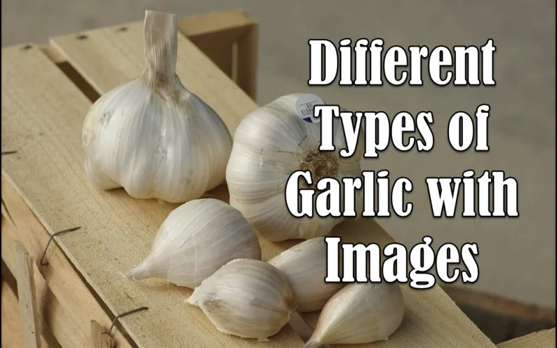 Different Types of Garlic