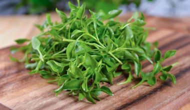 Substitutes for Watercress