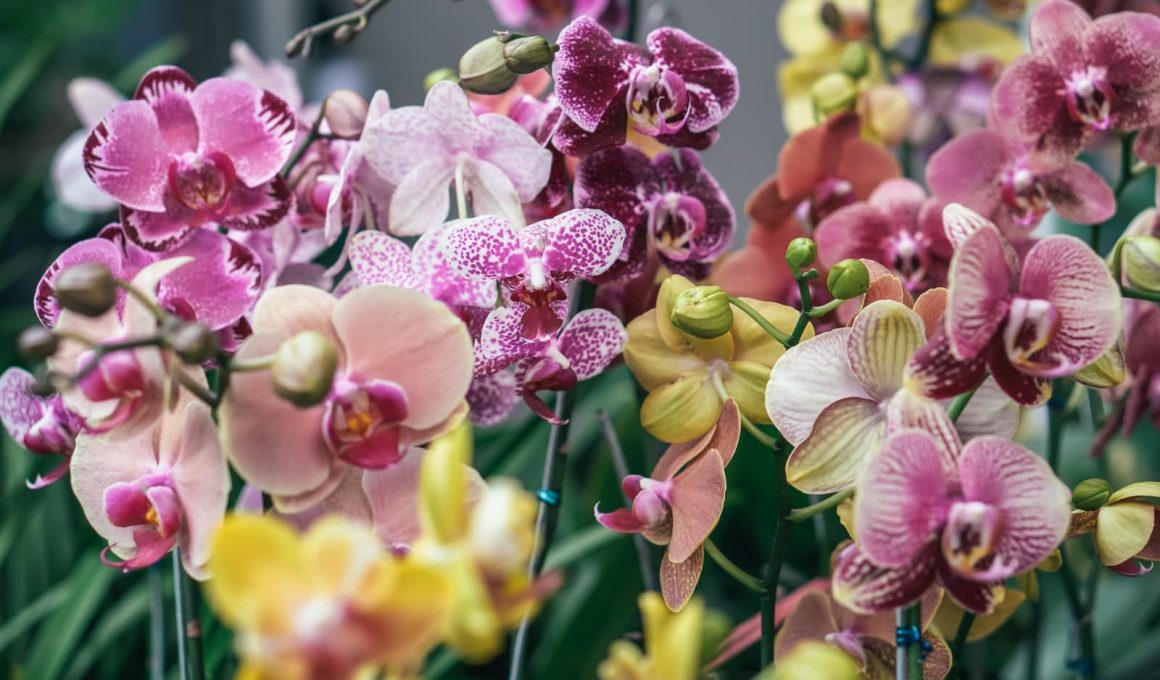 Are orchids edible