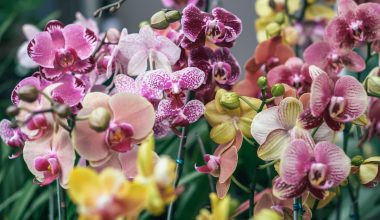 Are orchids edible