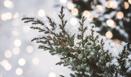 Different Types Of Cedar Trees