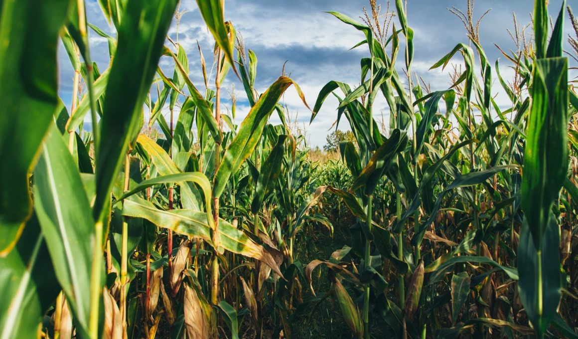 Different Types of Corn Plant