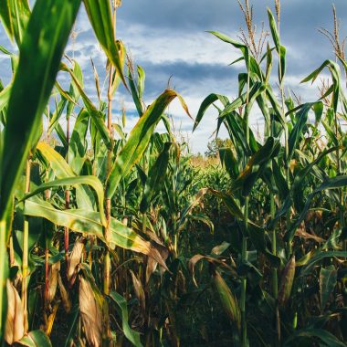 Different Types of Corn Plant