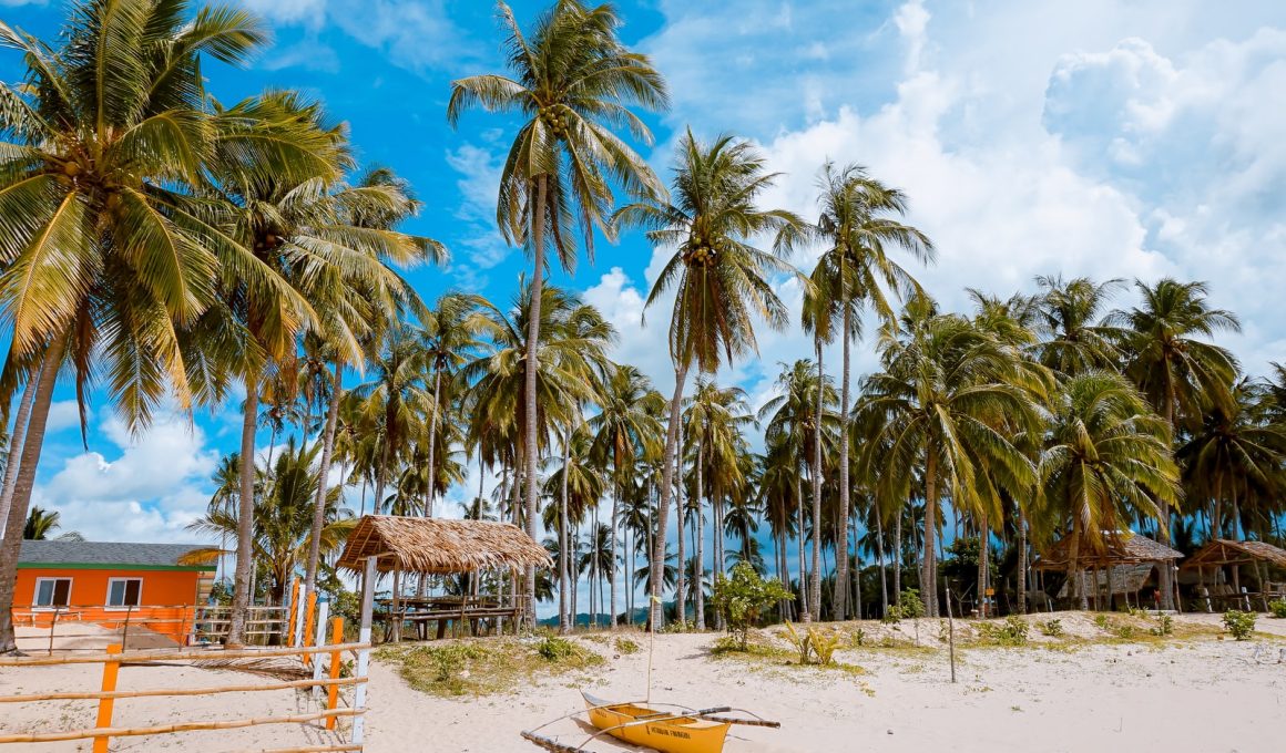 Different types Of Palm Trees