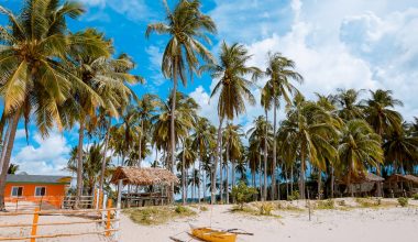 Different types Of Palm Trees