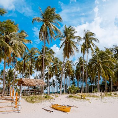 Different types Of Palm Trees