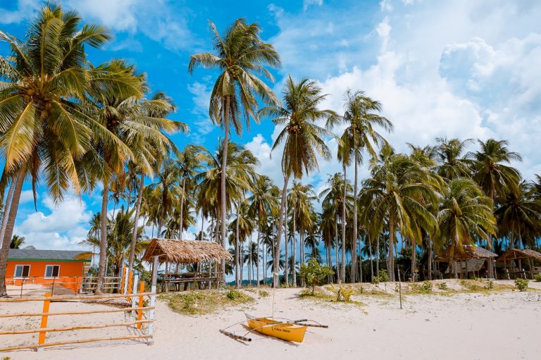 Different types Of Palm Trees