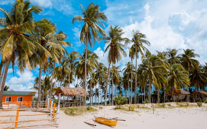 Different types Of Palm Trees