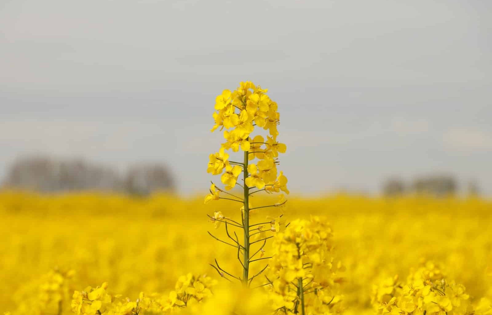 substitutes for canola oil