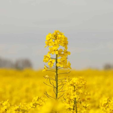 substitutes for canola oil