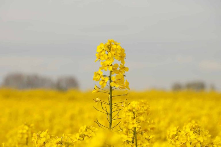 substitutes for canola oil
