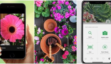 Best iPhone Apps For Identifying Plants 