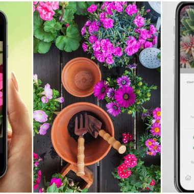 Best iPhone Apps For Identifying Plants 