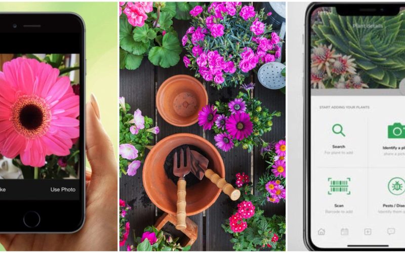 Best iPhone Apps For Identifying Plants 