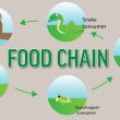 Difference Between a Food Chain and a Food Web