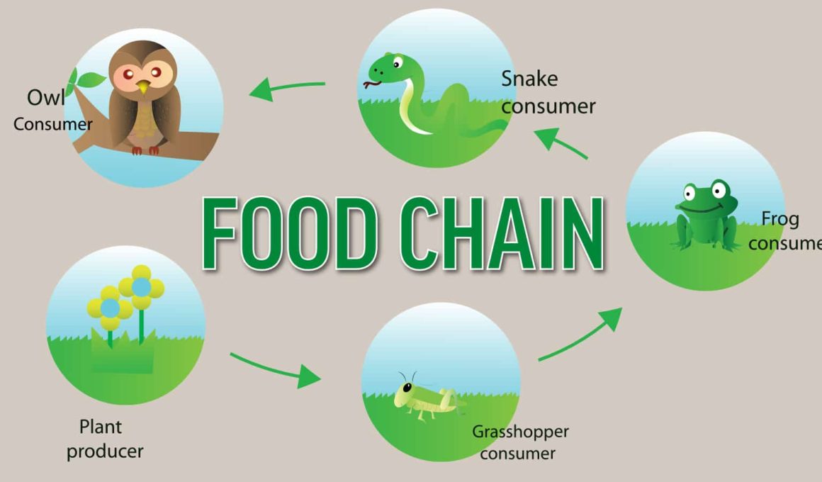 Difference Between a Food Chain and a Food Web